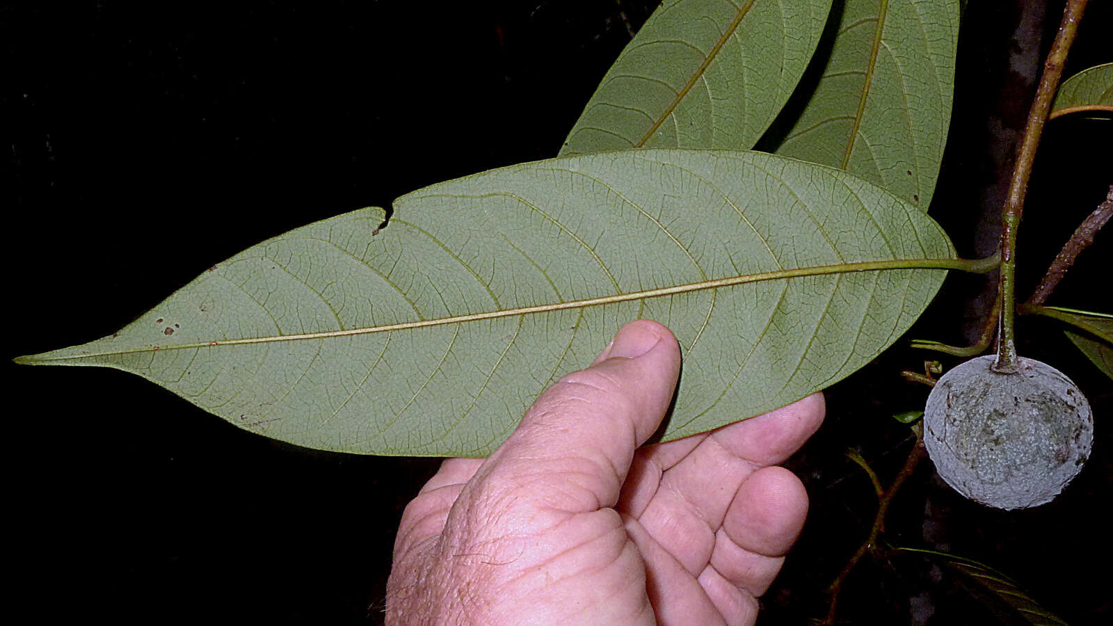 Image of Annona sylvatica A. St.-Hil.