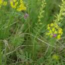 Image of Vicia sativa subsp. segetalis