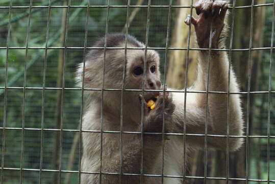 Image of White-fronted Capuchin