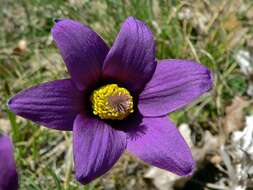 Image of pasqueflower