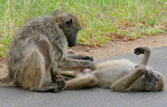 Image de Babouin chacma