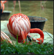 Imagem de Phoenicopterus ruber Linnaeus 1758