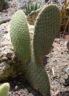 Image of Opuntia scheeri F. A. C. Weber