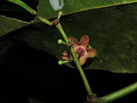 Image of Heisteria concinna Standl.