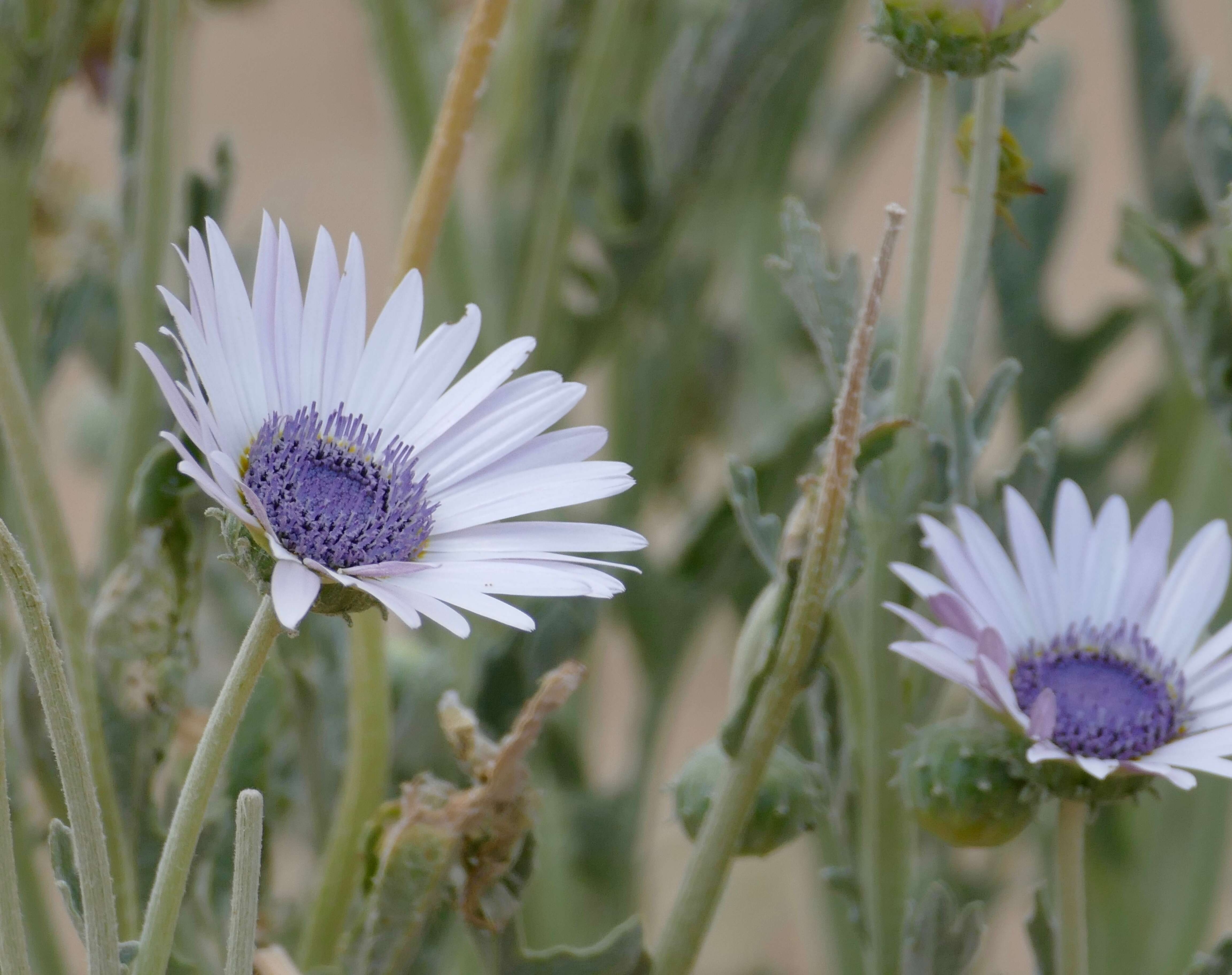 Image of Free State daisy