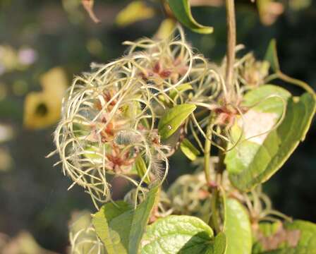 Image of Clematis hedysarifolia DC.
