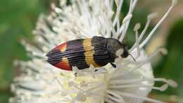 Image of Castiarina