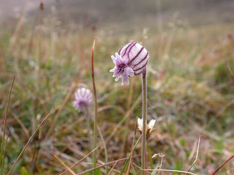 Слика од Silene uralensis subsp. uralensis