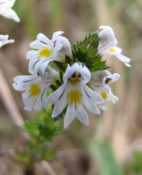 Image of common eyebright