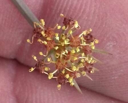 Image of Big Pine biscuitroot