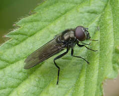 Image of hoverfly