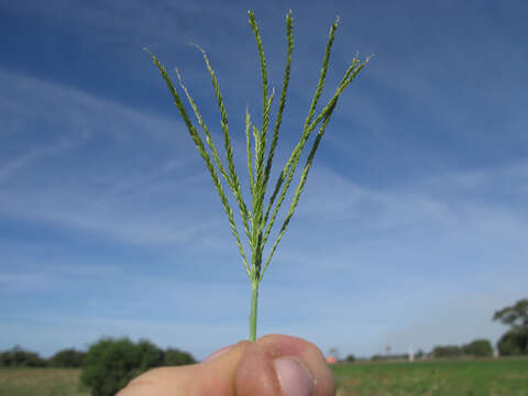 Image of Cane Sprangletop