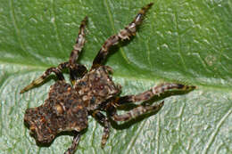 Image de Arkyidae