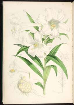 Image of Easter lily