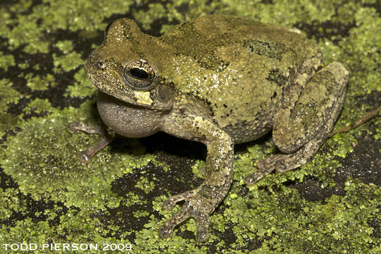 Image of Cope's Gray Treefrog