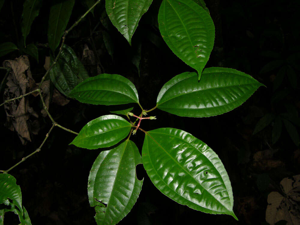 Image of Miconia lateriflora Cogn.