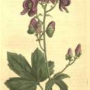 Imagem de Aconitum uncinatum L.