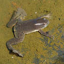 Image of Lake Vistoria Clawed Frog