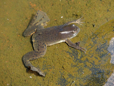 Imagem de Xenopus victorianus Ahl 1924