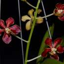 Image of Vanda limbata Blume