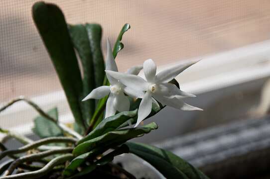 Aerangis kirkii (Rchb. fil.) Schltr.的圖片