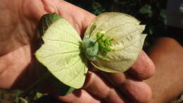 Image of Dalechampia tiliifolia Lam.