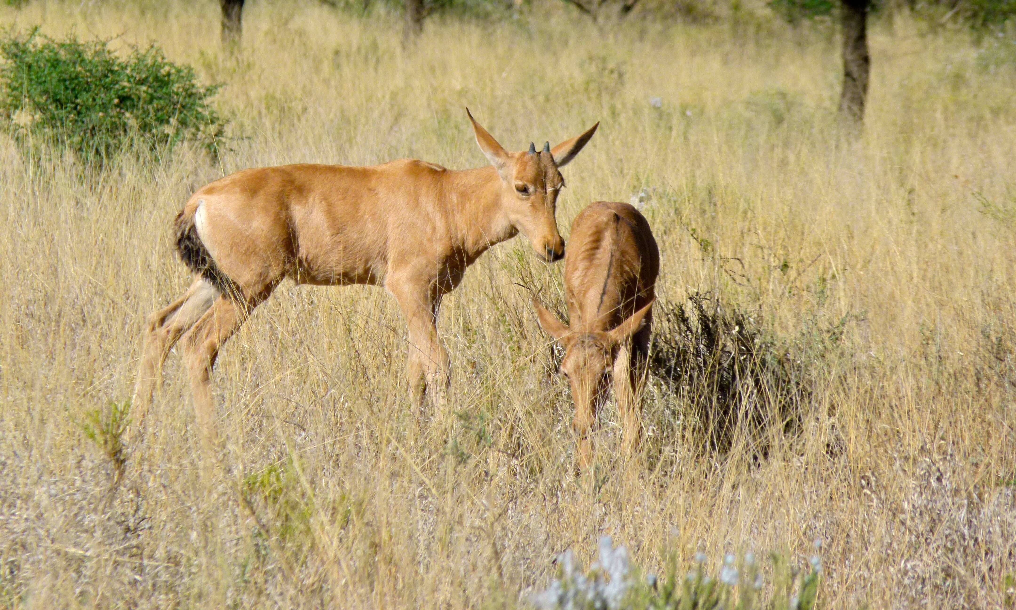 Image of Hartebeest