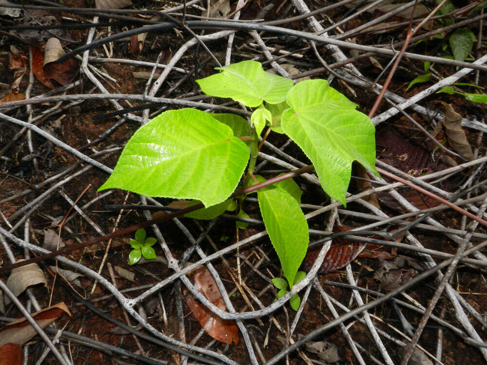 Image de Cecropia