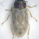 Helophorus (Rhopalohelophorus) minutus (Fabricius 1775) resmi