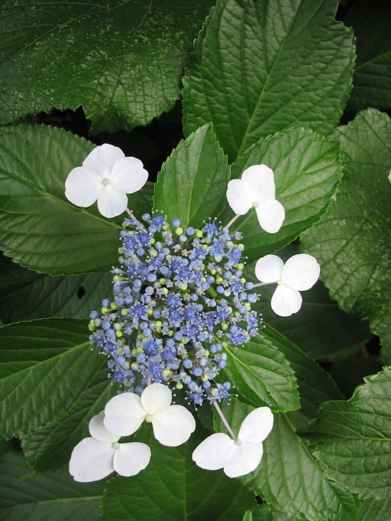 Image of hydrangea