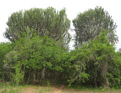 Image of Common Cadelabra tree