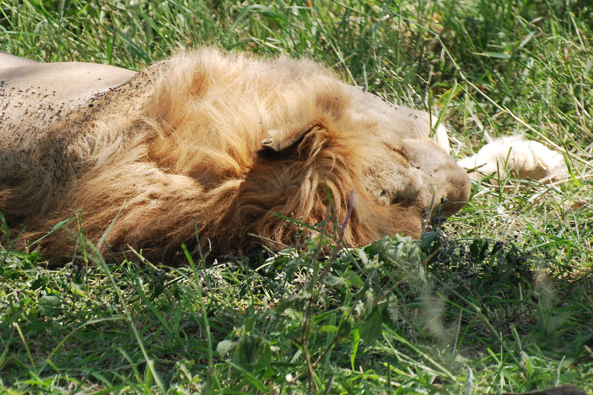 Image of African Lion