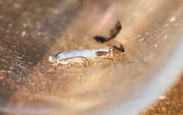 Image of apple leaf miner