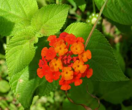 Image of lantana