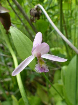 Image of pogonia