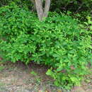 Image of Euphorbia goetzei Pax