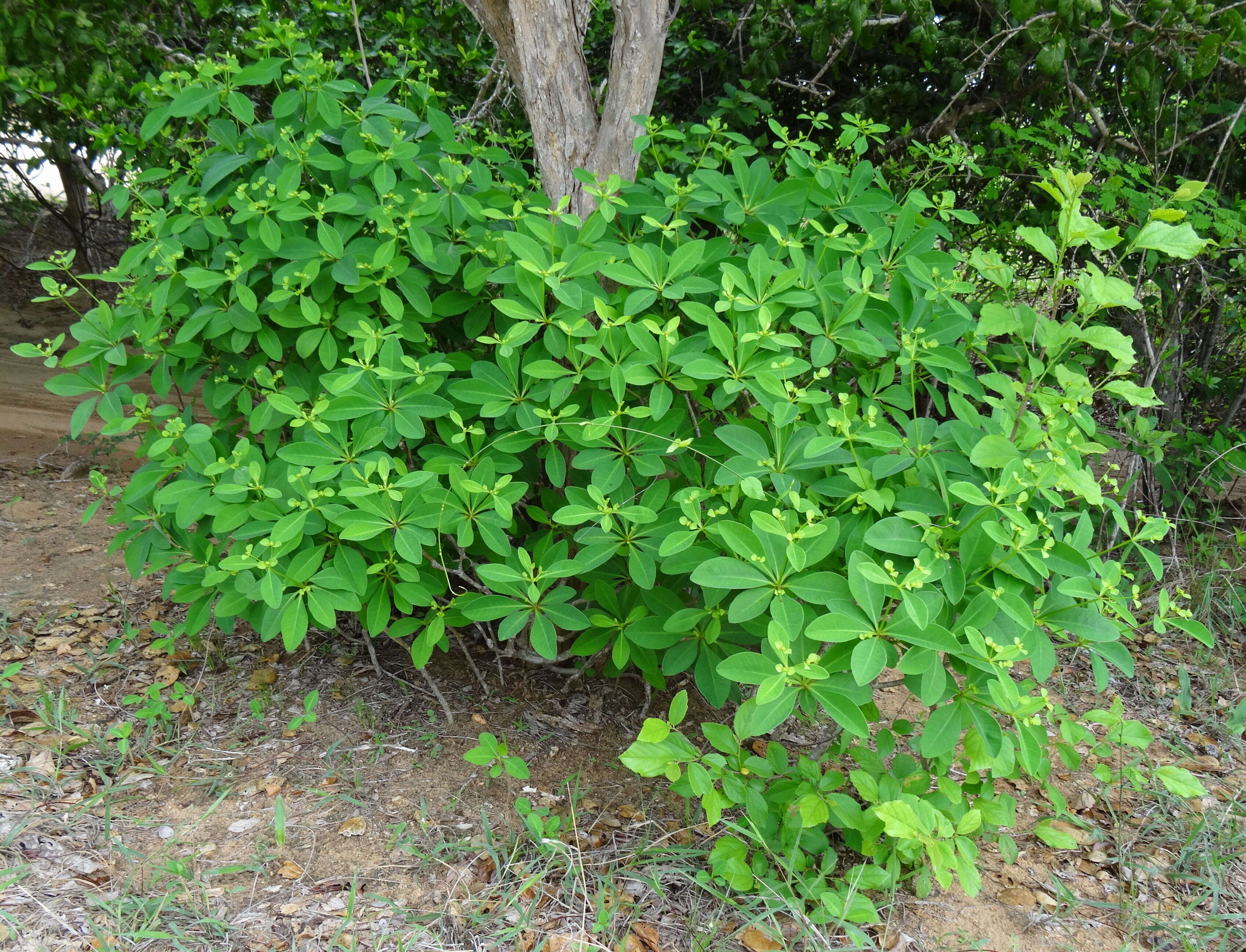 Image of Euphorbia goetzei Pax