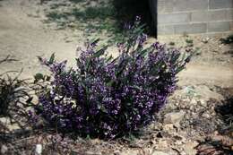 Image of Hardenbergia