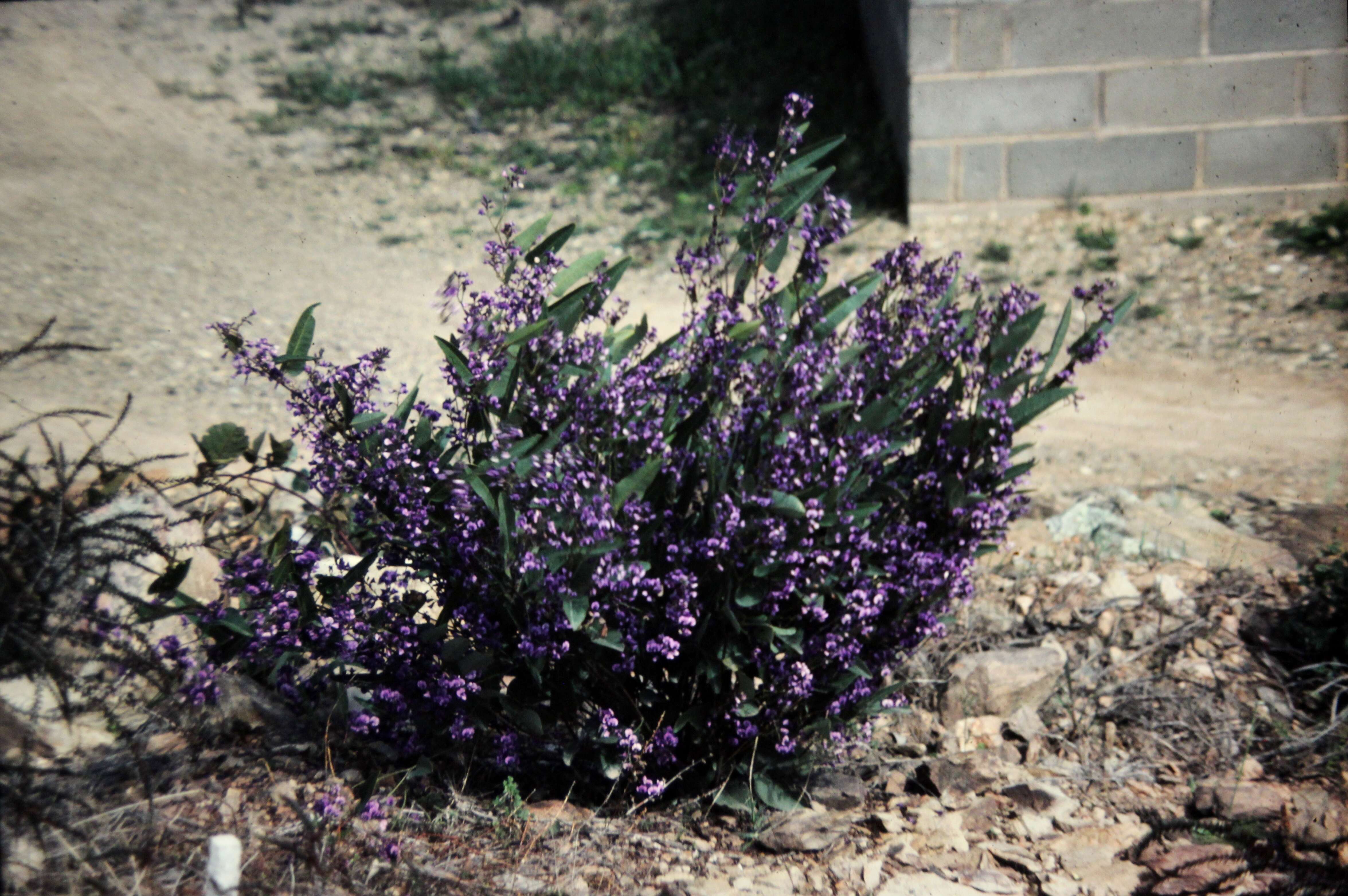 Image of coral-pea