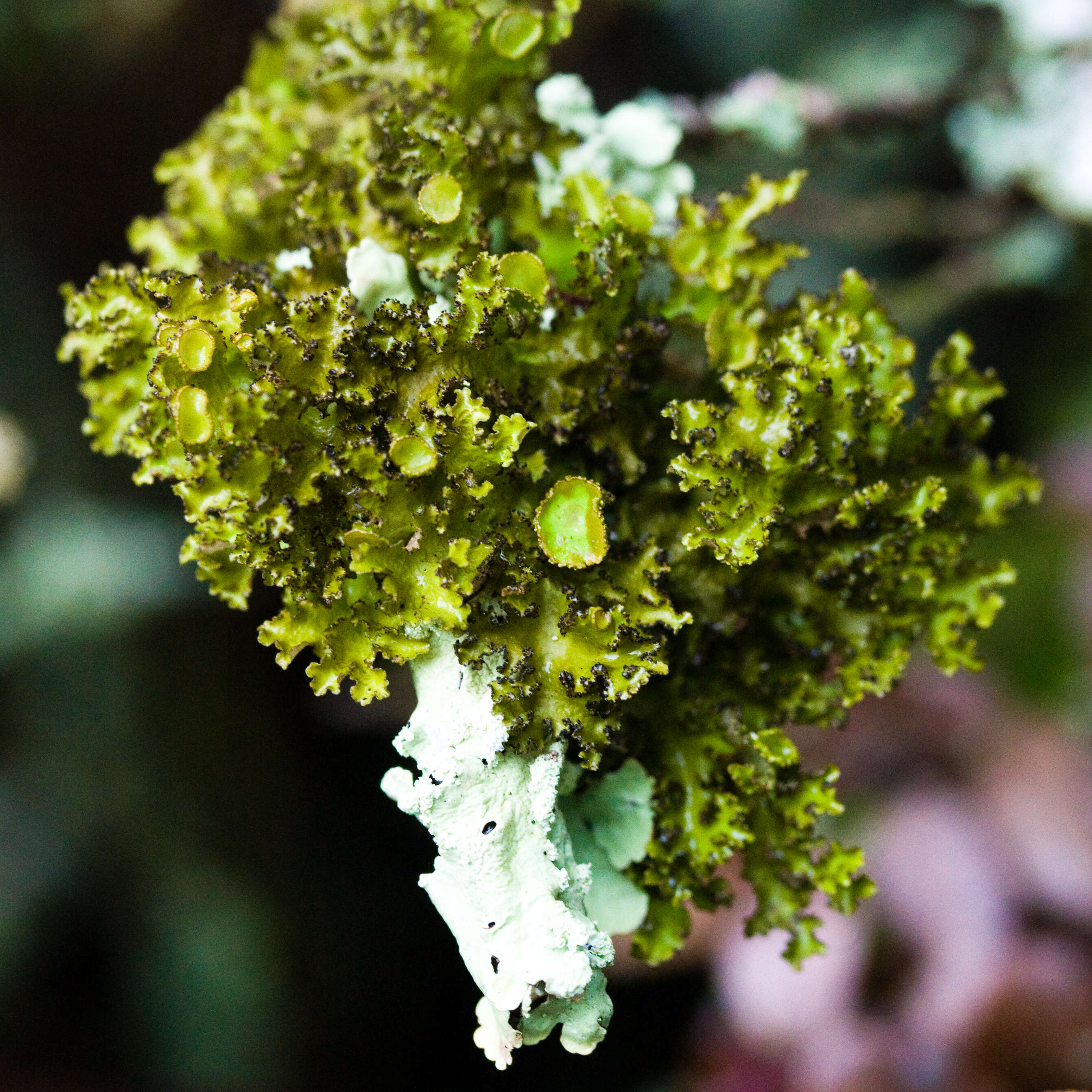 Image of tuckermannopsis lichen