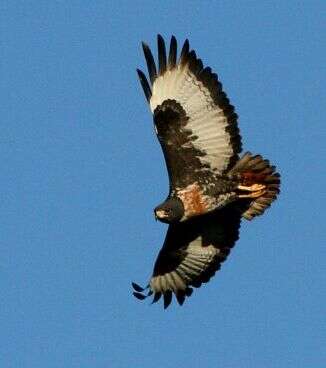 Image of Jackal Buzzard