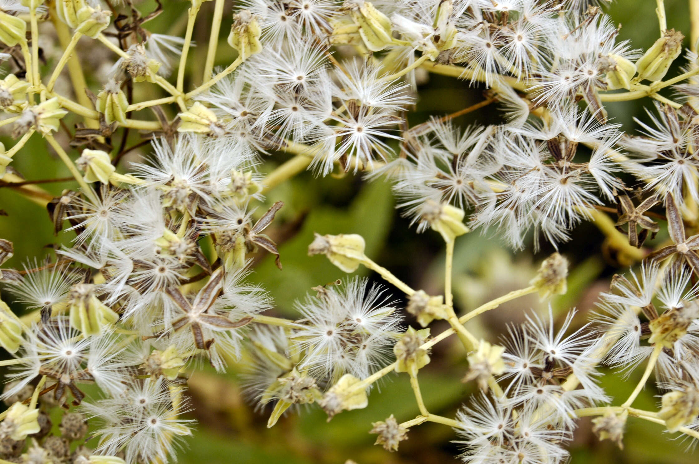 Imagem de Cacalia plantaginea