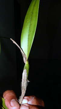 Image of appendage orchid