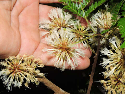 Sivun Cojoba arborea (L.) Britton & Rose kuva