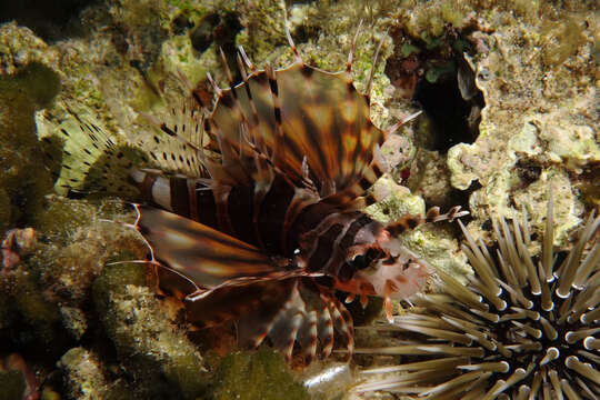 Dendrochirus zebra (Cuvier 1829) resmi