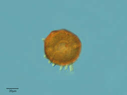 Sivun Arcellidae kuva