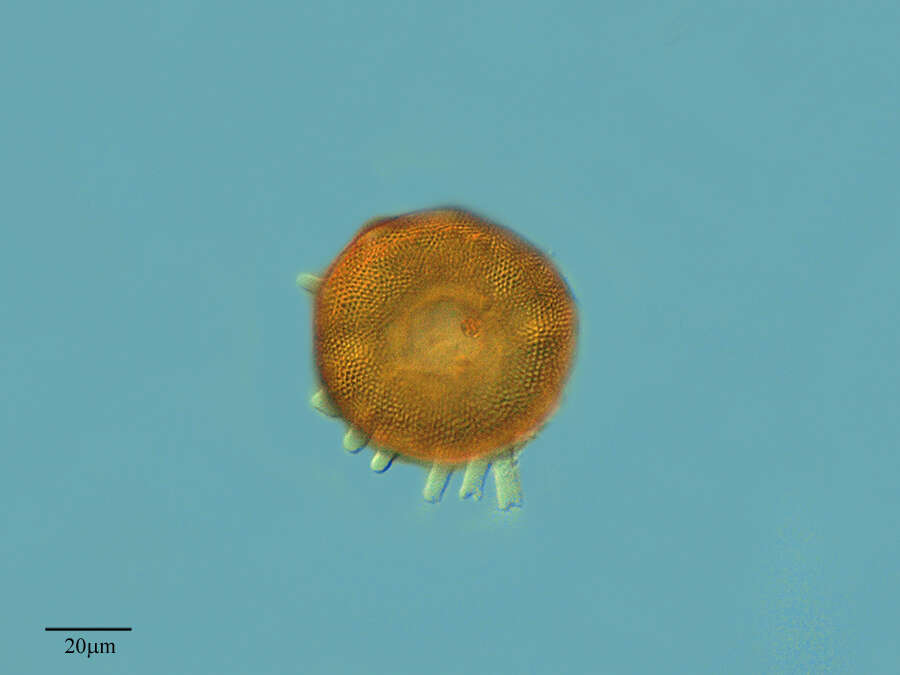 Image of Arcellidae