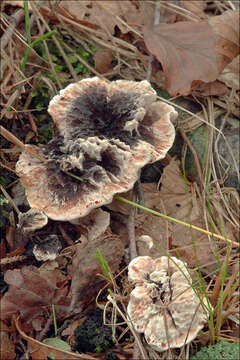 Image of Hydnellum peckii Banker 1912