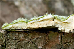 Image of Trametes