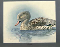 Image of Cape Teal